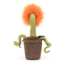 Load image into Gallery viewer, Carniflore Tammie
